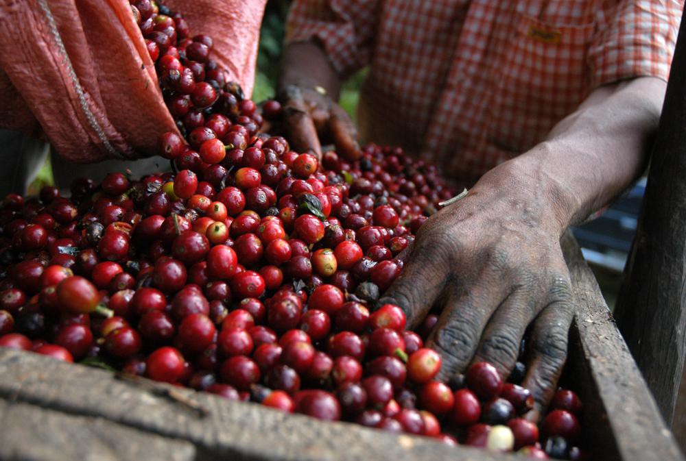 Guatemala's Premium Coffee Beans