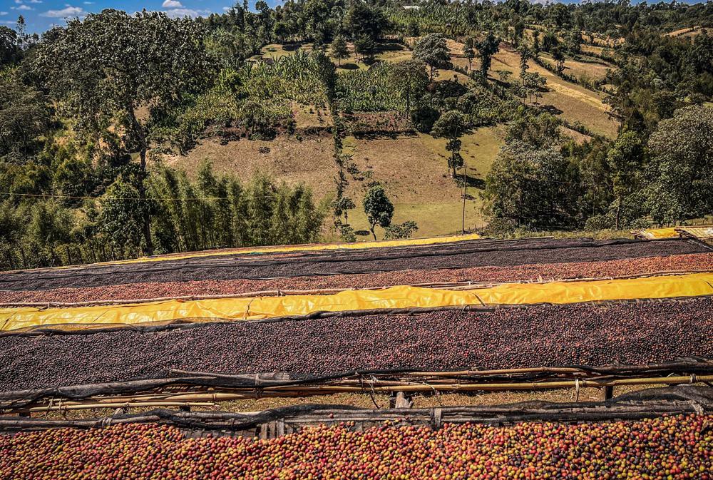 Ethiopia, coffee beans